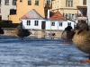 Jindřichův Hradec