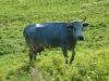 modra-krava