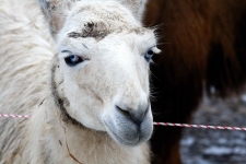 Lama na velbloudí farmě