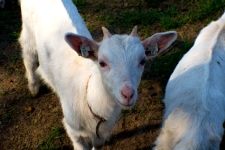 Kozičky na farmě