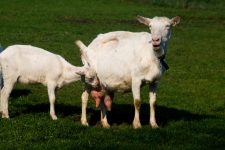 Kozičky na farmě