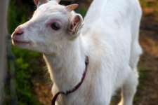 Kozičky na farmě