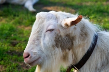 Kozičky na farmě