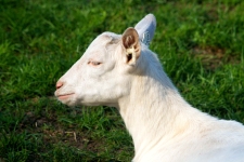 Kozičky na farmě