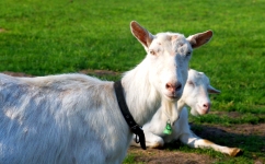 Kozičky na farmě