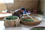 Farmář vyrábějící oolong čaj