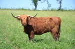 skot plemene Aberdeen – Angus -velká chlupatá kráva:)