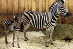 Na obrázku jsou dvě zebry v Liberecké zoologické zahradě, dospělá s mládětem