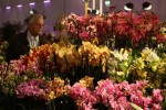 Výstava orchideí na velikonočním veletrhu