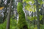 obrázek stromů porostlých mechem - Prales Mionší