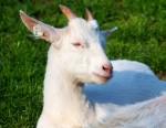 Koza na kozí farmě rozinka na Hané