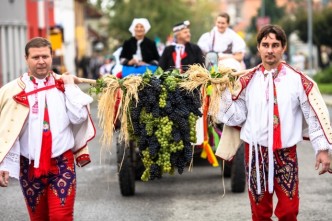 na obrázku lidé v krojích nesoucí hroznové víno. pálavské vinobraní