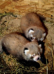 Dvě mláďata Pandy Červené v ZOO Liberec