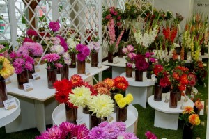 Letní-etapa-Flora Olomouc-16