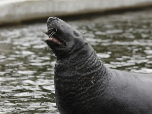 Tuleň kuželozubý, v ZOO Chomutov