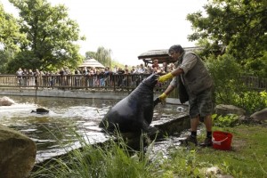 krmeni_tulenu, podkrušnohorský zoopark Chomutov, na obrázku ošetřovatel krmí tuleně