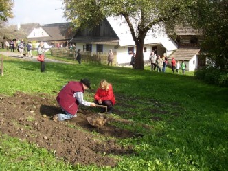 Děti kopou brambory na akci bramborová sobota