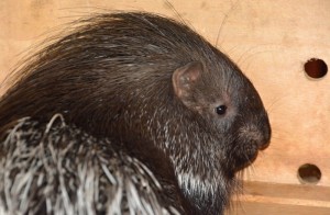 Dikobraz v zoo Ústí nad Labem v novém výběhu