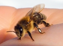 Včela sedící na ruce