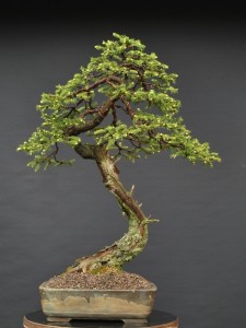 Smrkový bonsaj v květináčku