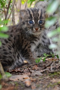 v Děčínské ZOO se narodilo kotě kočky rybářské