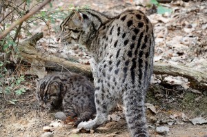 kočka rybářská s kotětem v ZOO Děčín