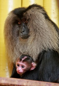 matka s mládětem Makaka v Liberecké zoologické zahradě