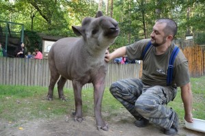 Tapír v ZOO Děčín 