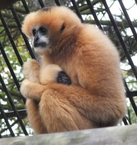 Matka s mládětem Gibona v ZOO Ústí nad Labem