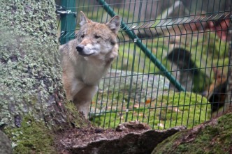 Vlk ve výběhu v návštěvnickém centru Srní na Šumavě