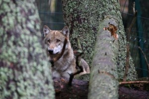 Vlk ve výběhu v návštěvnickém centru Srní na Šumavě