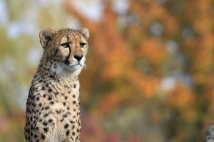 Zoo Dvůr Králové nad Labem