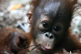 orangutaní samička v ZOO