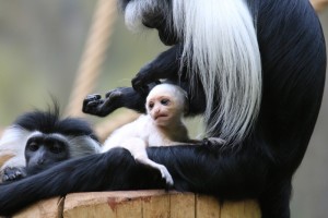 mládě guerézy angolské s matkou v zoo Dvůr Králové nad Labem