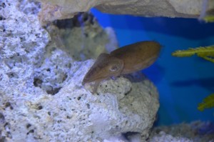 Akvárium v expozici v ZOO Děčín se sépií