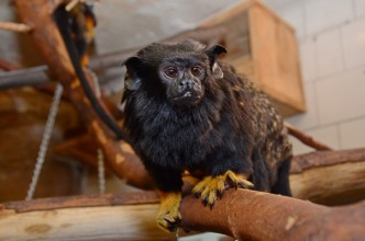 Tamarín v Zoo Děčín