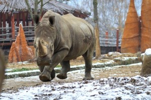Běžící nosorožec tuponosý jižní v ZOO Dvůr Králové nad Labem