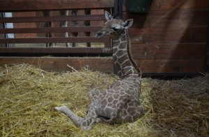 žirafa síťovaná -mládě v ZOO Brno