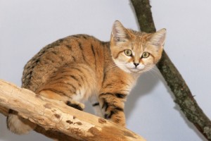 Kočka pouštní v expozici ZOO Jihlava