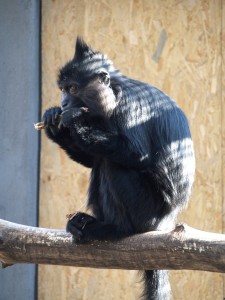 mangabej černý v ZOO 