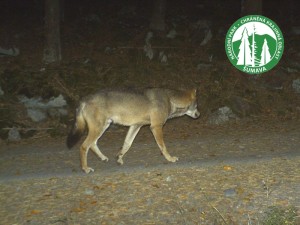 vlk zachycený fotopastí v národním parku Šumava