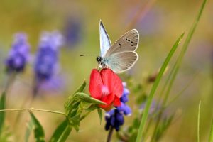 Na obrázku motýl Glacopsyche_alexis Modrásek kozincový v článku o motýlích loukách a o tom jak pomáhat chránit motýli 