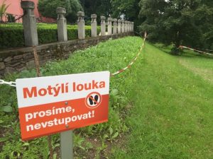 Hned dva druhy motýlích luk mají v Temelíně. Letničkovu a trvalou