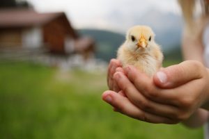 Jaro v Jižním Tyrolsku - kuřátko v náruči