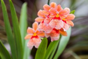 V ostravské ZOO se otvírají skleníky, na obrázku rozkvetlá orchidej