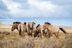 transport koní Převalského z pražské ZOO do Přísně chráněné oblasti Gobi B v Mongolsku