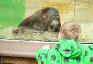 V Ústecké ZOO       