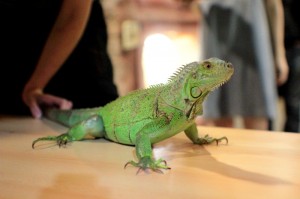 Pavilon Tropy Zoo Jihlava