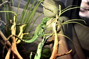Pavilon Tropy Zoo Jihlava