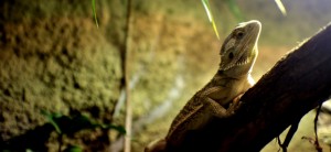 Pavilon Tropy Zoo Jihlava